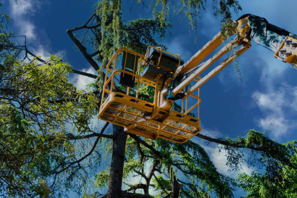 Grenelefe, FL Tree Removal and Landscaping Services Company